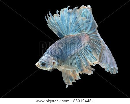 Siamese Fighting Fish Fight Blue Fish, Betta Splendens, Betta Fish, Halfmoon Betta.