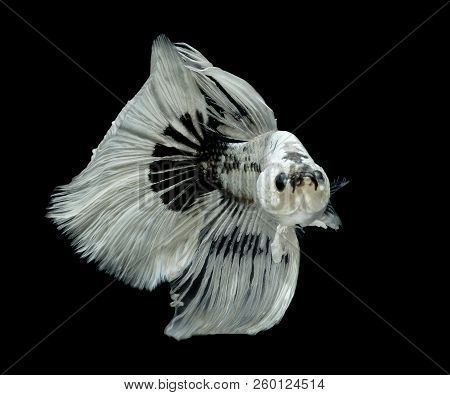 Siamese Fighting Fish, Black Backdrop, Betta Splendens, Betta Fish, Halfmoon Betta.