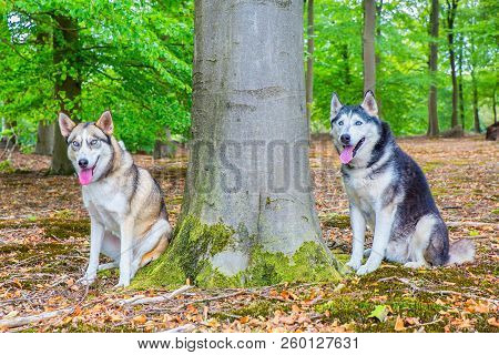 Two Huskies Sitting Together Next To Tree Trunk