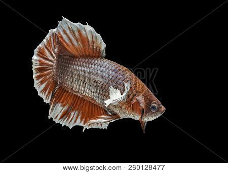 Siamese Fighting Fish Fight Red Fish, Betta Splendens, Betta Fish, Halfmoon Betta.