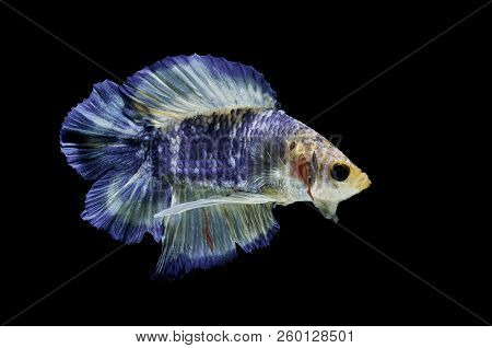 Siamese Fighting Fish Fight Blue Fish, Betta Splendens, Betta Fish, Halfmoon Betta.