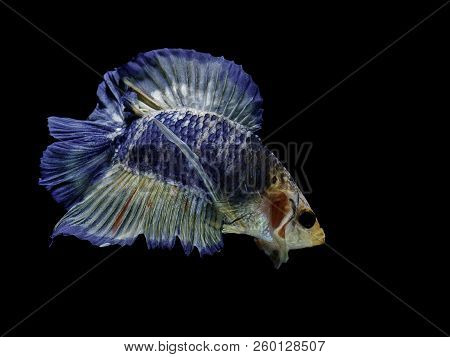 Siamese Fighting Fish Fight Blue Fish, Betta Splendens, Betta Fish, Halfmoon Betta.