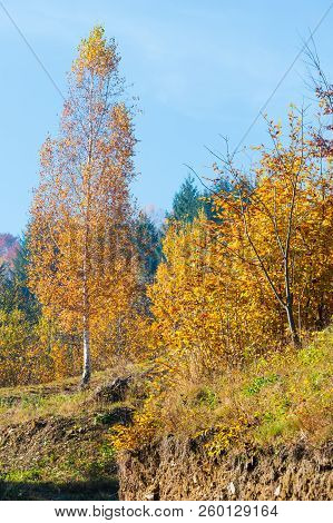 Autumn Carpathian Mountains Landscape With Multicolored Trees On Slope (rakhiv District, Transcarpat