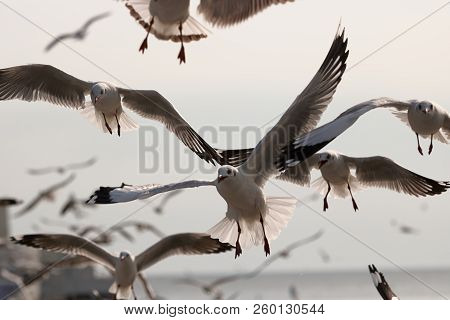 Flock Of Seagulls Flying In The Sky ( Science Name Is Charadriiformes Laridae ). Selective Focus And