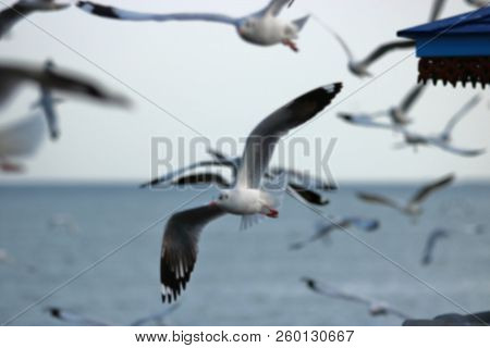 Abstract Blurred Of Flock Of Seagulls Flying In The Sky ( Science Name Is Charadriiformes Laridae ).