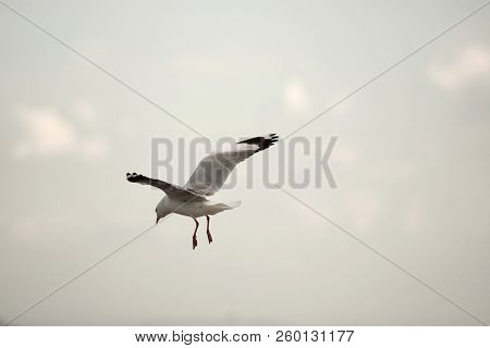 Seagull Flying In The Sky During Sunset ( Science Name Is Charadriiformes Laridae ). Selective Focus