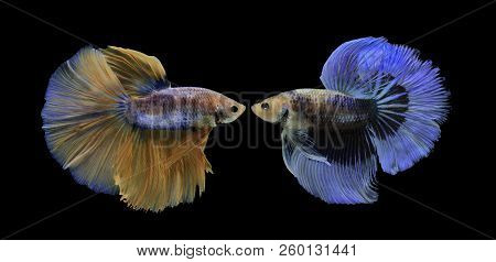Siamese Fighting Fish, Black Backdrop, Betta Splendens, Betta Fish, Half Moon Betta.