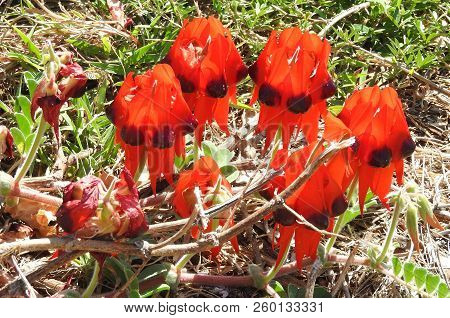 Spring Time In The West With Beautiful Flowering Sturt Desert Pea  With It`s Red And Black Flowers
