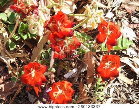 Spring In Australia Beautiful Flowing Wild Flowers Sturt Desert Pea