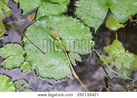 Lotus Nature, Lotus And Lotus Leaves Destruction