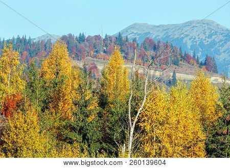 Morning Autumn Slopes (with Colorful Trees) Of Carpathians (yablunytskyj Pass, Ivano-frankivsk Oblas