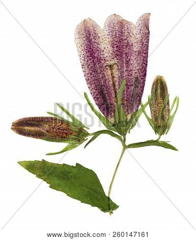 Pressed And Dried Flowers Campanula Punctate, Isolated On White Background. For Use In Scrapbooking,