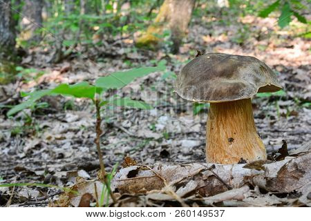 Nice Specimen Of Boletus Aereus Or Dark Cepor Bronze Bolete Besides Baby Oak In Lowland Oak Forest