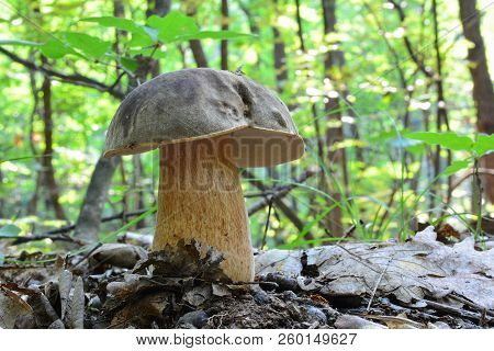 Boletus Aereus, The Dark Cep Or Bronze Bolete,  Highly Prized And Much Sought-after Edible Mushroom 