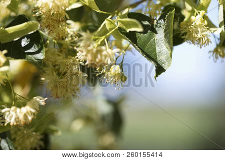 Blossoming Linden Tree. Linden Tree In Blossom. Nature Background.