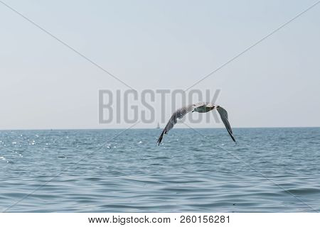 Seagull Flies With Outstretched Wings Over The Sea