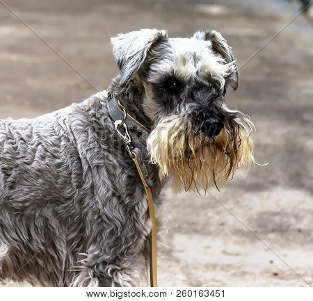 Miniature Schnauzer Dog Outdoor Portrait On Blurred Background
