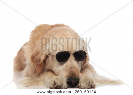 cool labrador wearing sunglasses lying on white background with head between its paws