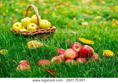 Red Apples In The Grass In The Garden