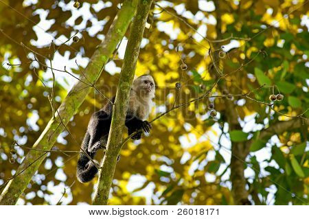 White faced Capuchin
