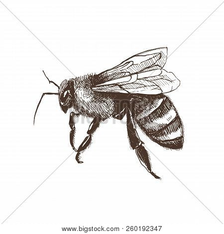 Hand Drawn Honeybee In Sketch Style  Isolated On White Background. Fliyng Honey Bee Vector Illustrat