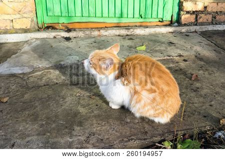 Homeless White-red Kitten Sitting On The Ground And Begging To T