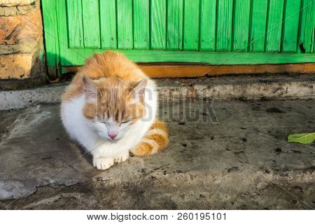 Homeless White-red Kitten Sitting On The Ground And Begging To T