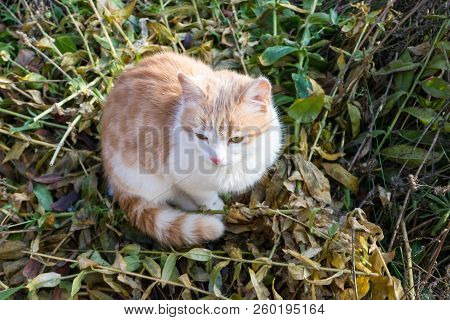 Homeless White And Red Kitten Sitting On The Ground