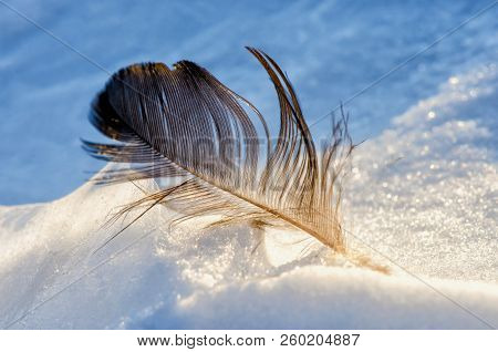 Bird's Feather On The White Snow Closeup