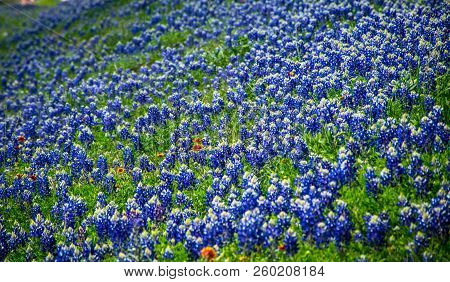 Bluebonnets Growing Along Hill Side In Central Texas Outside Of Austin , Texas , In Spring Time Bloo