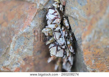 A Genus Of Barnacles In Family Balanidae Crustacea