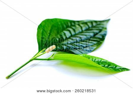 Eaves And Flower Of Wildbetal Leafbush (piper Sarmentosum Roxb) On White Isolated Background.