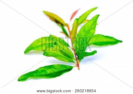 Pomegranate Branch And Leaves On White Isolated