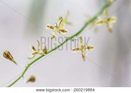 Wild White Orchid On Natural Blurred Background