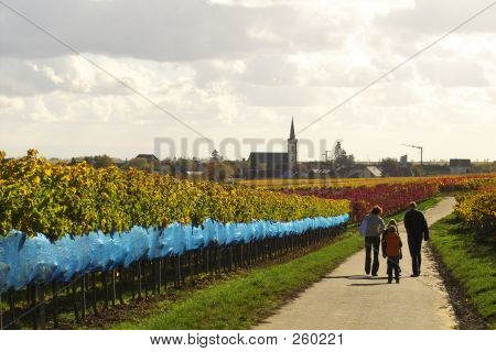 Marcher dans les vignes