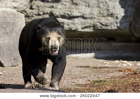 Asijský černý medvěd (Ursus thibetianus)