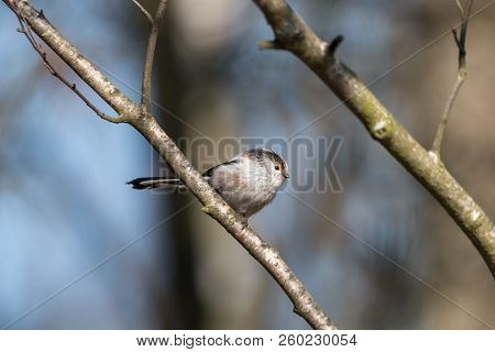 Long-tailed Tit Or Bushtit (aegithalos Caudatus) Perching On Tree Brunch With Blurred Background. Ti