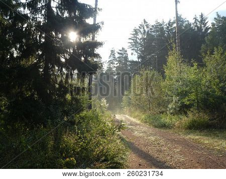 Sunrise In The Froest With Fog In The Morning