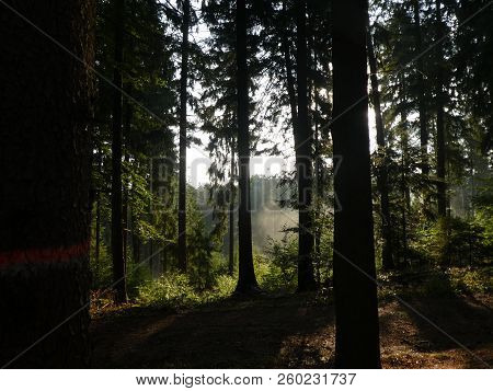 Sunrise In The Froest With Fog In The Morning