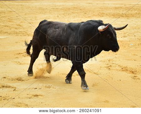 Black Bull In Spain Running In Bulring