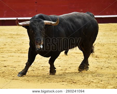 Black Bull In Spain Running In Bulring