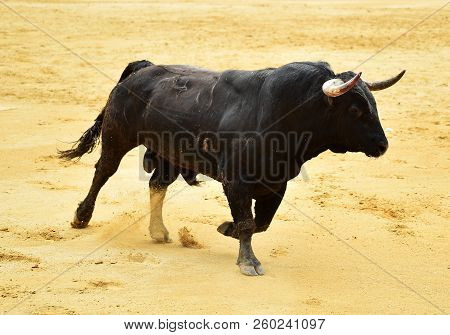 Black Bull In Spain Running In Bulring