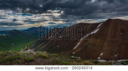 Wild Marmot Colorado Mountains Near Houghton Mountain