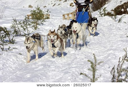   Trineos con perros esquimales