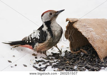 Middle Spotted Woodpecker (dendrocoptes Medius) Sits On The Snow Near A Pot Of Sunflower Seeds (isol