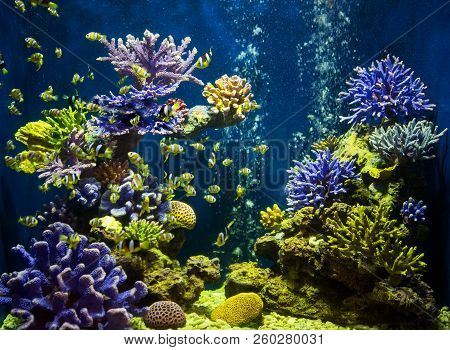 A Marine Aquarium With Fishes And Corals