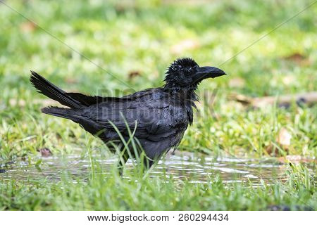 Full Body Of Crow Watering In Public Park