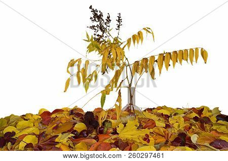 Autumn Still Life: Astilba In A Flask, Colorful Fallen Leaves, Chestnuts.