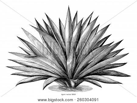 Agave Hand Draw Vintage Engraving Clip Art Isolated On White Background