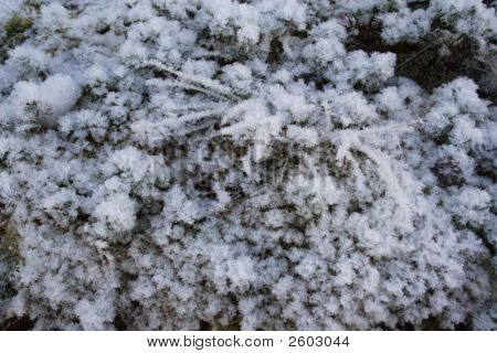 Muschio sotto la neve